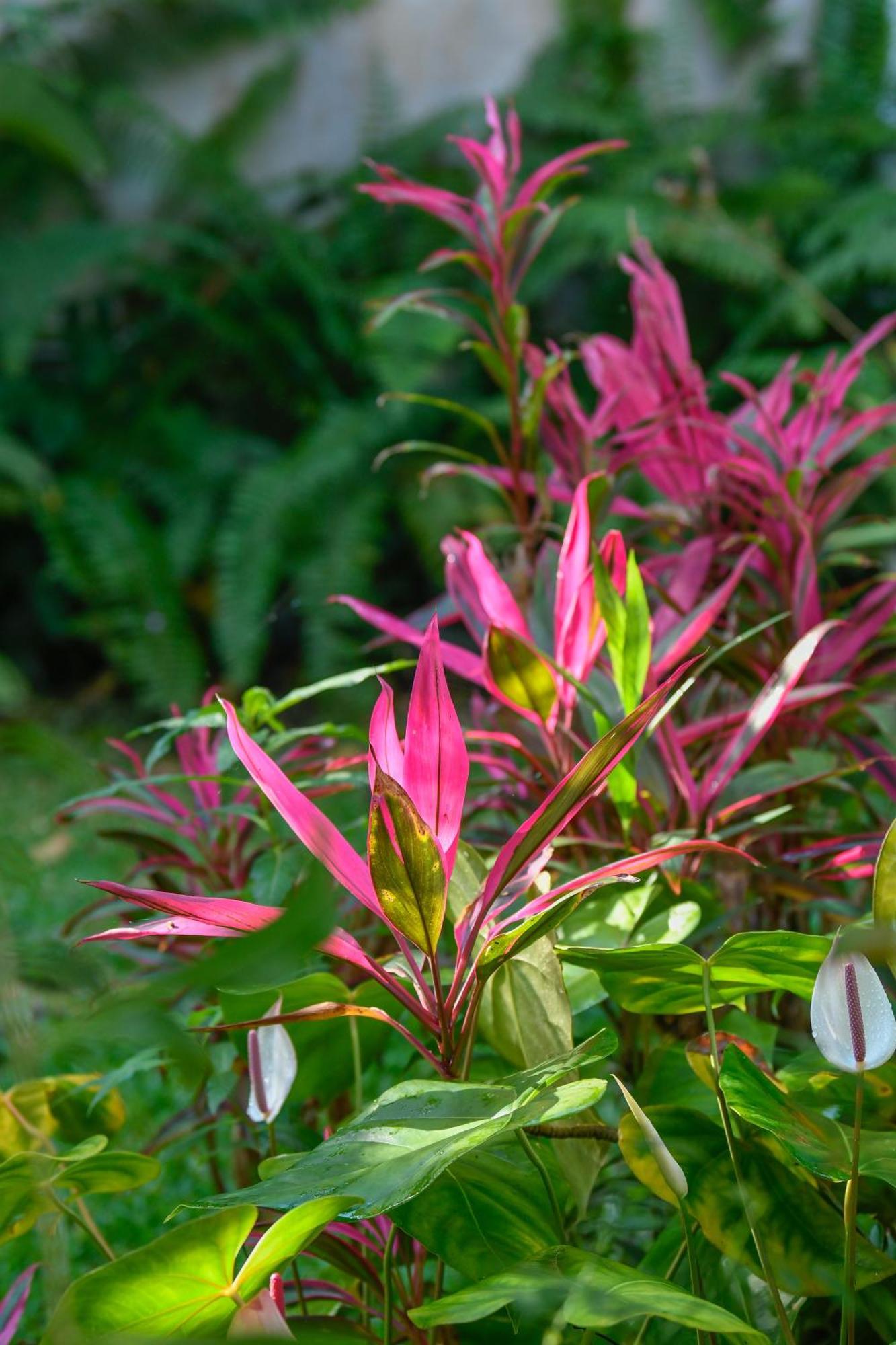 Bed and Breakfast Le Medinilla Bras-Panon Екстер'єр фото